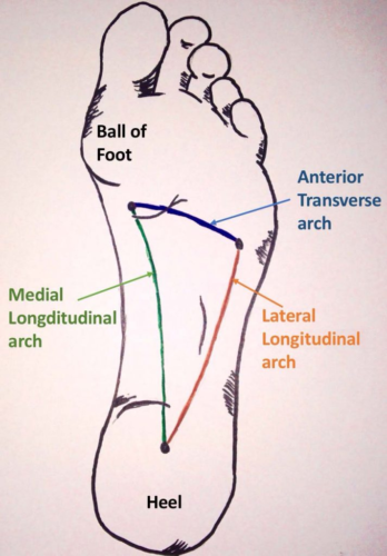 overview-of-the-arches-of-the-foot-713x1024